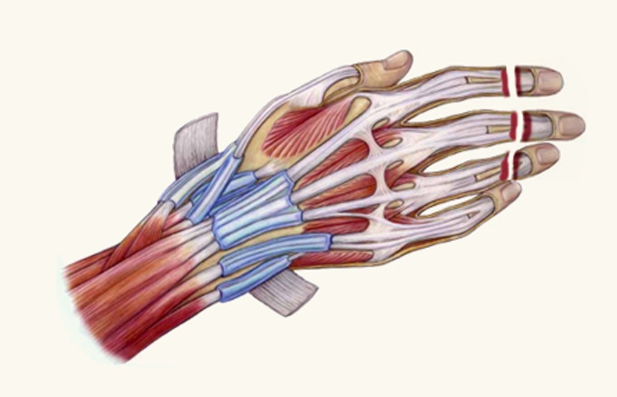 Microsurgery and Replantation